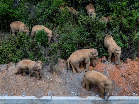 Elephants Wandered Hundreds Of Miles Into A Chinese City. Nobody Knows ...