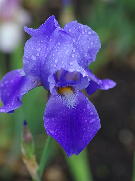 Iris 'Blue Rhythm' - Beth Chatto's Plants & Gardens