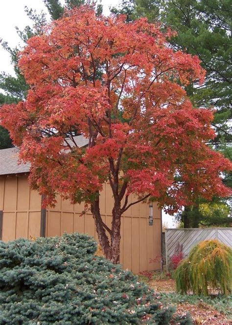 ornamental trees | Arboles ornamentales, Arboles para jardin, Árboles de sombra