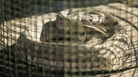 September prime time for snake bites in Arizona : azdiamondbacks