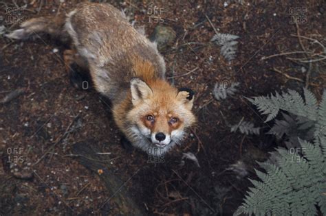 High angle portrait of fox in forest stock photo - OFFSET