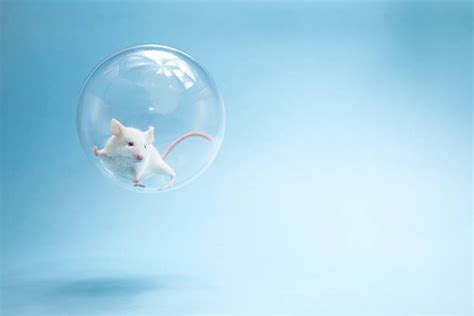 Bubble Mouse Stock Photos, Pictures & Royalty-Free Images - iStock