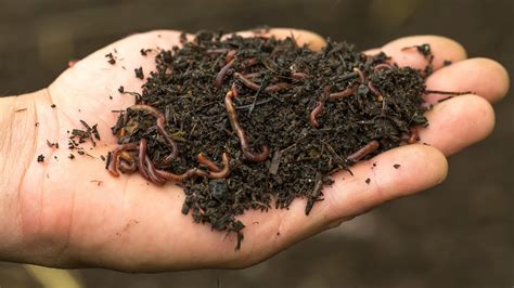 Rabbit Manure In Worm Composting – Worm Farming Secrets