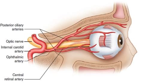 Problemas arteriales (I): la retina - Ocularis