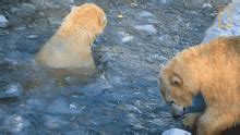 Swimming United States Of Animals GIF - Swimming United States Of Animals Polar Bear - Discover ...