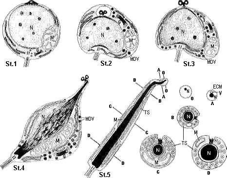 Schematic illustration in Diplo.mac.