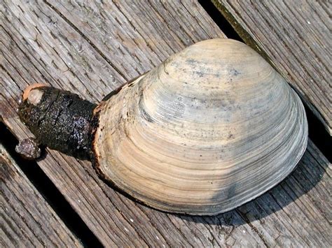 Gaper or Horse Clam Tresus capax The Gaper clam weighs in from one to four pounds and the shell ...