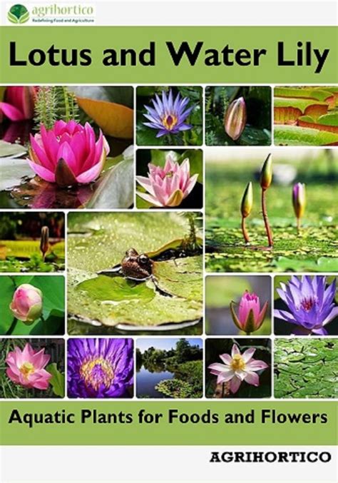 Lotus Flower Farm In The Philippines | Best Flower Site