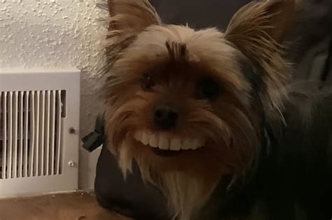 Dog With Human Teeth