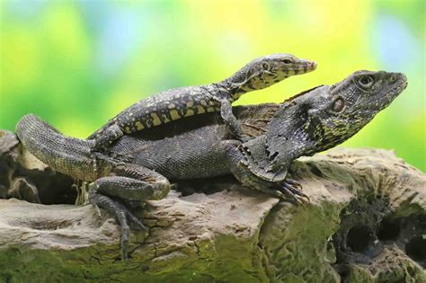 Frilled Lizard (Chlamydosaurus Kingii) - Lifestyle, Diet, and More