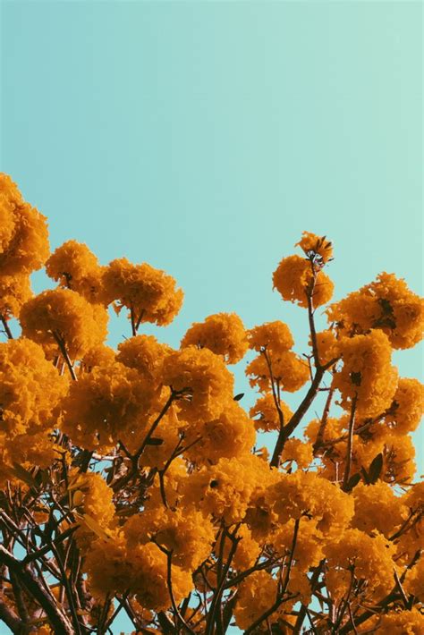 Golden Flowers Art Print by Hardi Saputra - X-Small