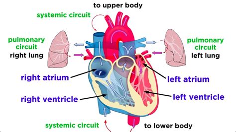 The Circulatory System