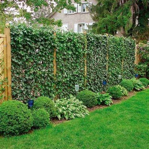 20 Green Fence Designs, Plants to Beautify Garden Design and Yard ...