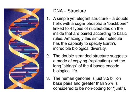 PPT - DNA Replication Senior Biology Mrs. Brunone PowerPoint ...