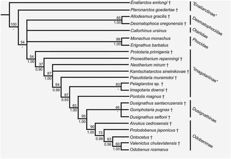 The Coastal Paleontologist, atlantic edition: The evolutionary history of walruses, part 1 ...