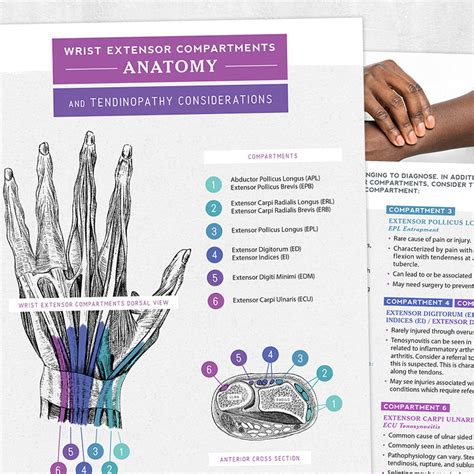 Wrist Extensor Compartments Anatomy And Tendinopathy Considerations | Images and Photos finder