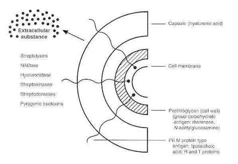 Streptococcus pyogenes Virulence Factors • Microbe Online