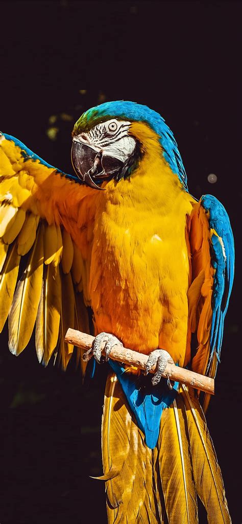 Parrot Wallpapers and Backgrounds 4K, HD, Dual Screen