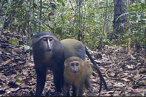 FAU | Camera Traps Uncover Mysterious Lesula Monkey’s ‘Business’