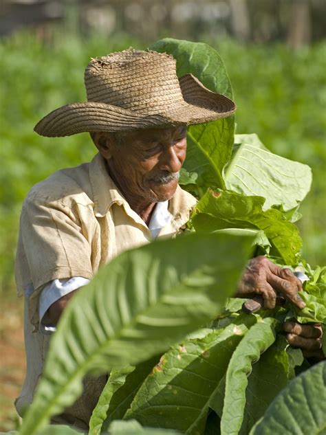 , Pinar del Rio, Cuba ,tabaco plant. Vinales, Varadero, Cuba Beach, Central America, North ...