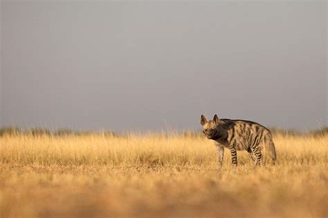 10 Wild Animals in Syria [Wildlife in Syria] - Kevmrc