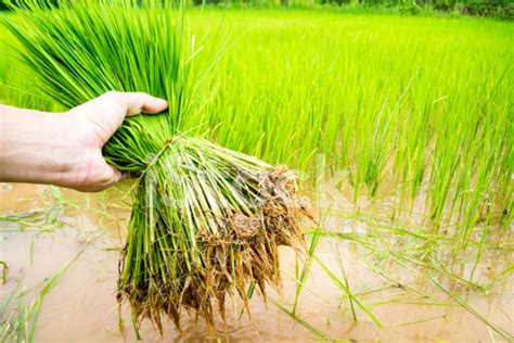 A Guide On Preparing Rice Seedlings For Transplanting