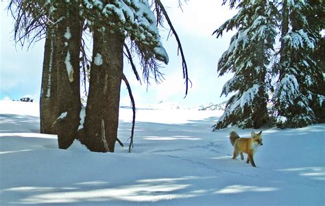 Sierra Nevada red fox to be listed as federally endangered | The Independent