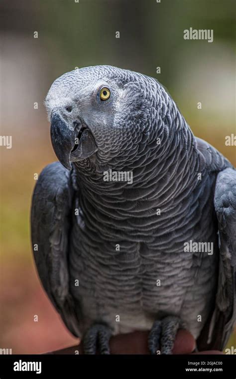 African grey parrot showing it's beautiful plumage and bright yellow ...