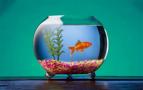 Cheap Fish Tanks & Aquariums | Tips & Guide