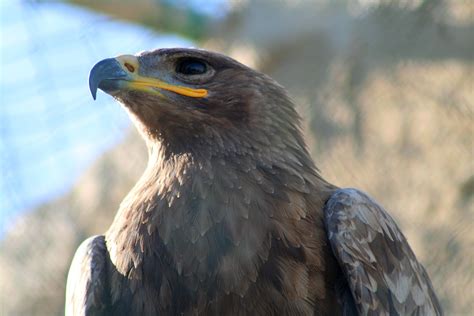 Yellow beak gray eagle, steppe eagle, malta HD wallpaper | Wallpaper Flare