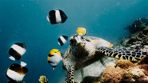 Neritic Zone Coral Reefs