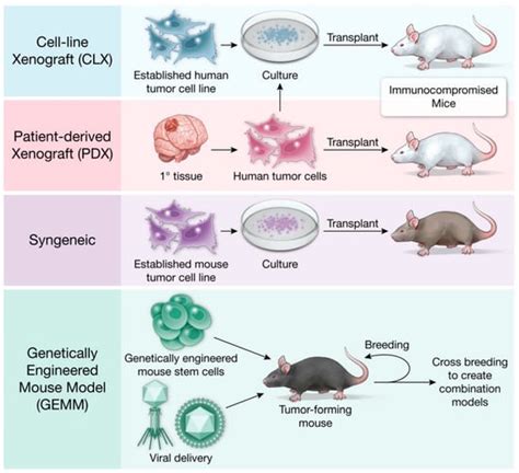 Cells | Free Full-Text | Contemporary Mouse Models in Glioma Research