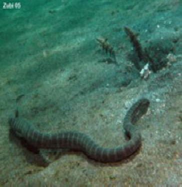 Beaked Sea Snake: Habitat