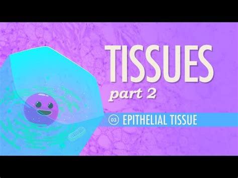 Tissues, Part 2 - Epithelial Tissue: Crash Course A&P #3 | Physiology, Anatomy and physiology ...