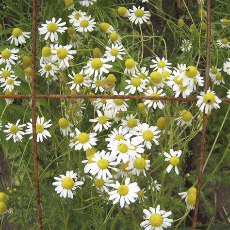 How to Grow Chamomile - The Plant Lady