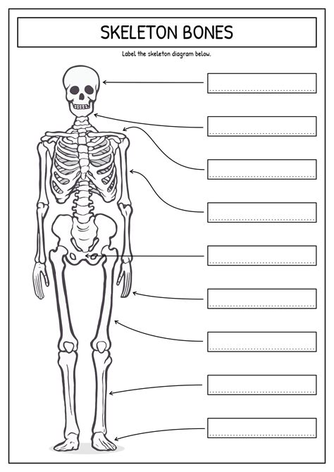 Human Skeleton Worksheets