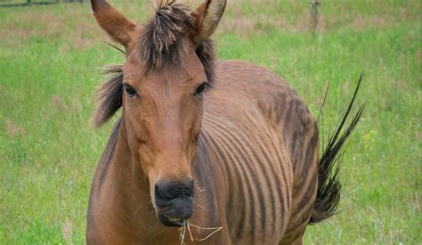 Is the Zorse a Real Animal? - WorldAtlas