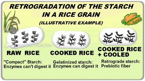 How to obtain resistant starch – Botanical online