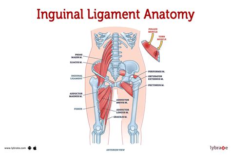 Inguinal Ligaments (Human Anatomy): Image, Functions, Diseases and Treatments