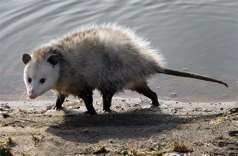 Virginia Opossum - Didelphis virginiana - NatureWorks