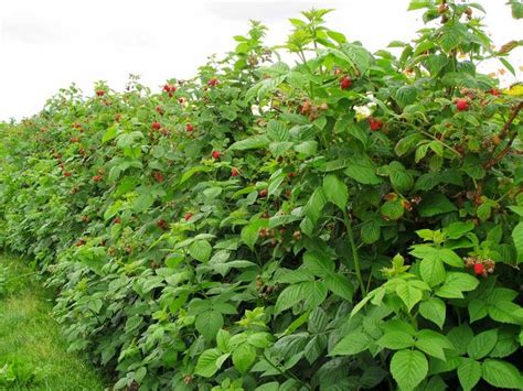 Wild Raspberry Bush Plant Profile | Raspberry bush, Raspberry plants ...