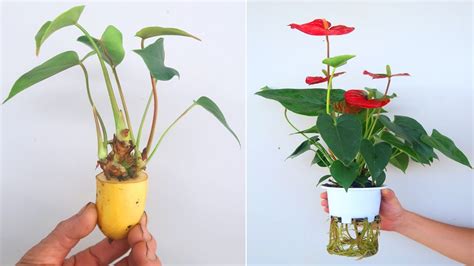 Anthurium Propagation - How to grow anthurium with banana in Water for beginners - YouTube