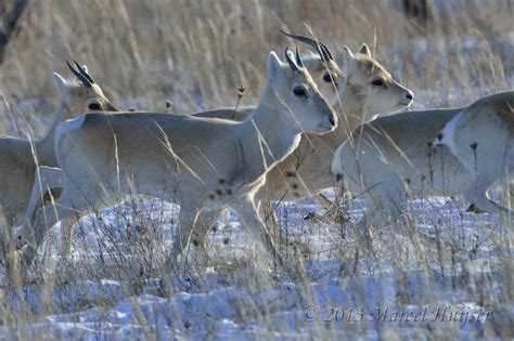 Marcel Huijser Photography | Mongolian gazelle | Mongolian gazelles ...