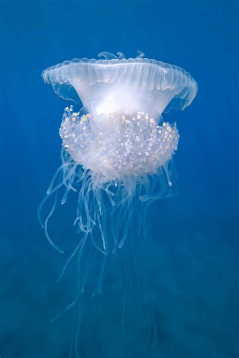 Crown Jelly (Jellyfish) - Natural Light Hawaii Photo Print - Maui Hands