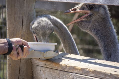 Ostrich Free Stock Photo - Public Domain Pictures