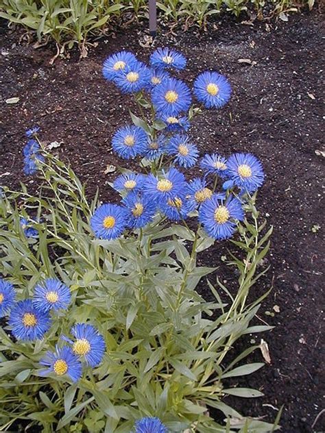 1000 BLUE FLEABANE DAISY Dainty Daisy / Aspen Fleabane / | Etsy | Flower seed gifts, Flower ...