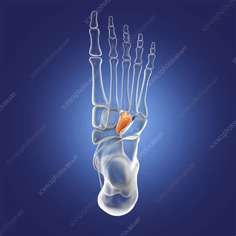 Lateral cuneiform bone, illustration - Stock Image - F036/8582 - Science Photo Library