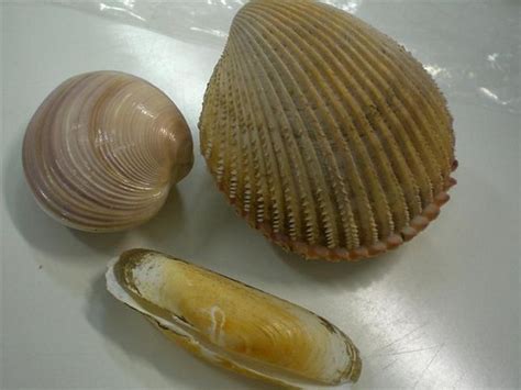 iNaturalist.org · Bivalves (Class Bivalvia)