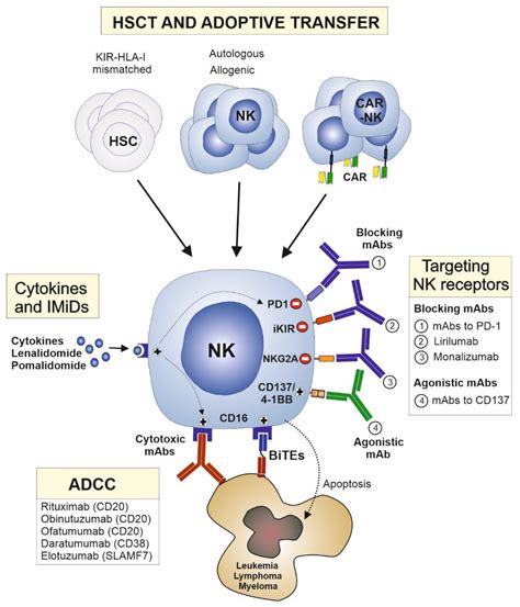 Jcm Free Full Text Nk Cells In The Treatment Of Hematological | Free Download Nude Photo Gallery