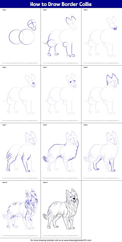 How to Draw Border Collie (Dogs) Step by Step | DrawingTutorials101.com